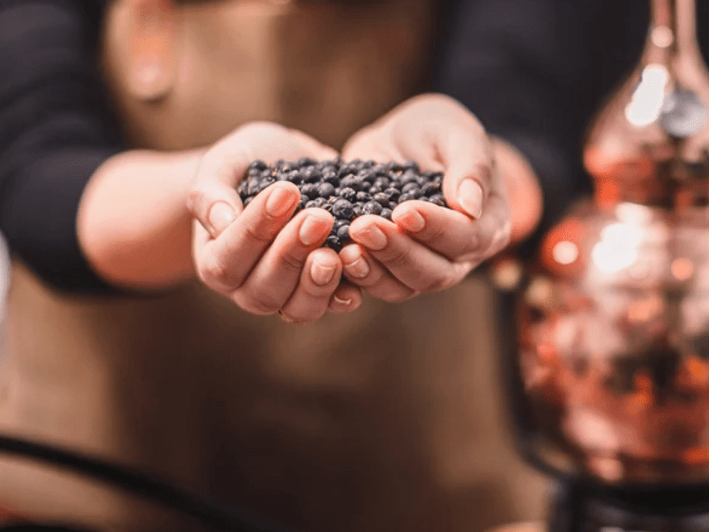 Juniper in Gin: What’s the Story? - Exeter Gin