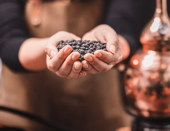 Juniper in Gin: What’s the Story? - Exeter Gin