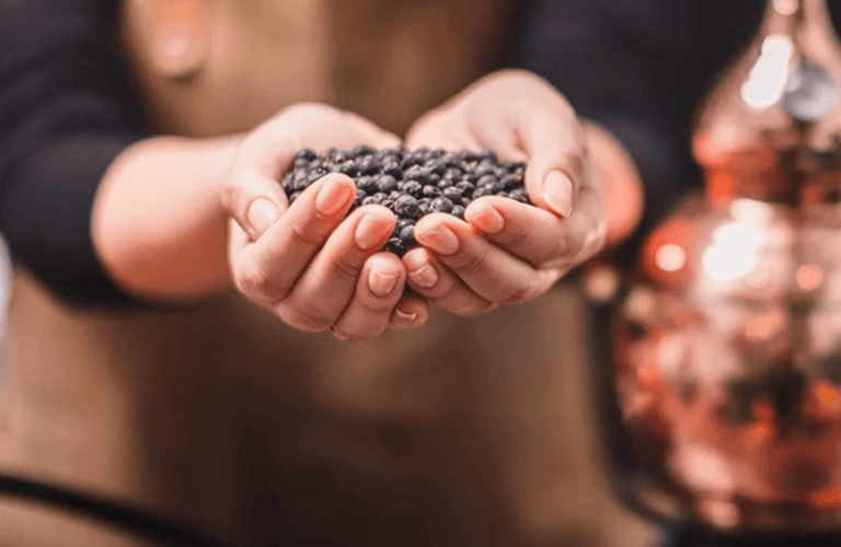 Juniper in Gin: What’s the Story? - Exeter Gin
