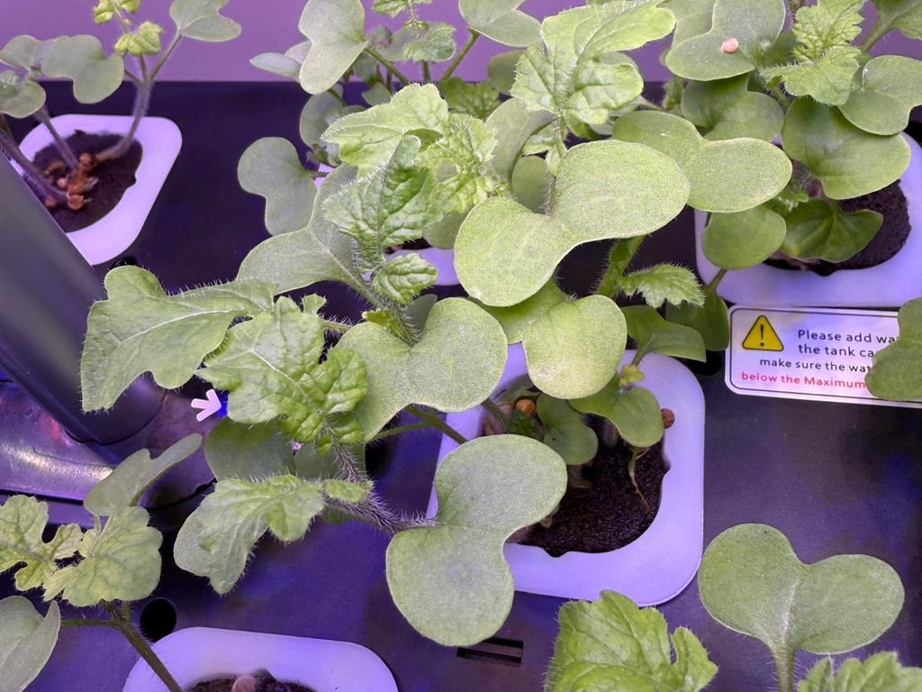 Spring Awakens: Fresh Flavours at Granny Garbutt’s & Grandad’s Allotment Gins - Exeter Gin